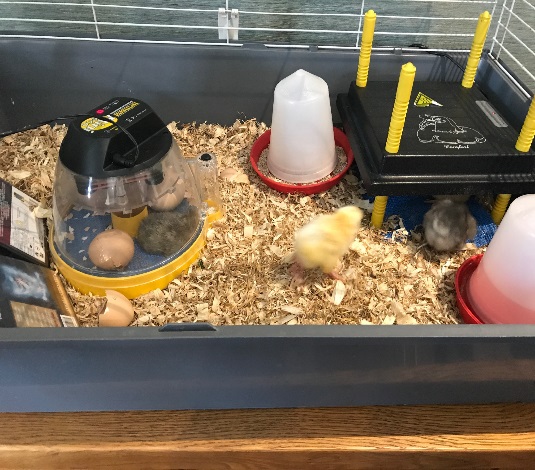 The Chicks have Hatched
