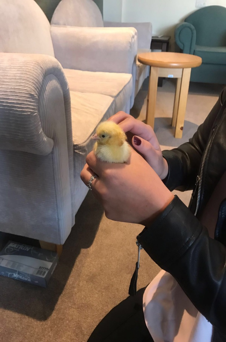 The Chicks have Hatched